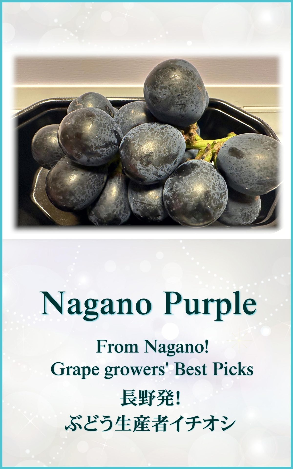 長野ぶどう Naganopurple